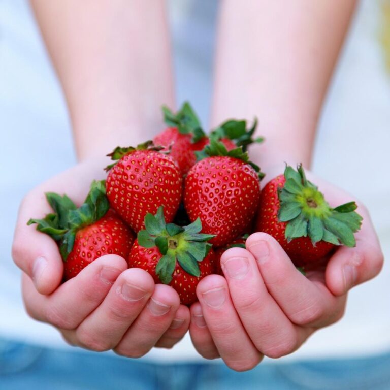Alimentos delicioso bajos en calorías