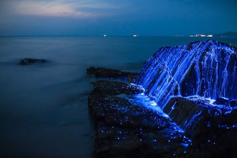 Playas bioluminiscentes en el mundo