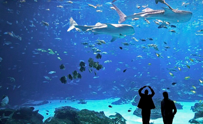 Nuevo acuario en León, Guanajuato