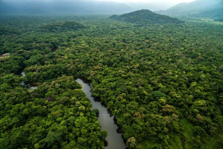 ¿Qué realmente está pasando en la Amazonía? y ¿cómo podemos apoyar?