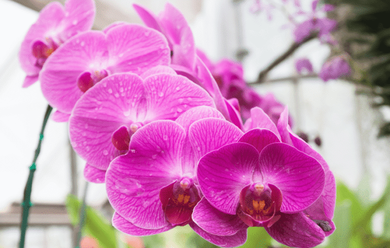 Aprende a cuidar orquídeas