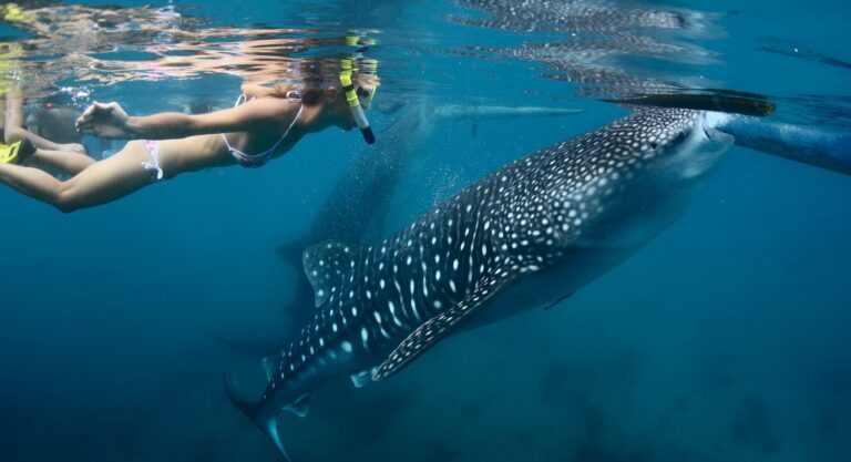 Vive la verdadera experiencia de nado con Tiburón ballena en Baja California