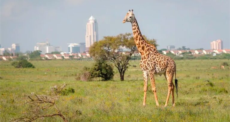 Nairobi: en el corazón de África