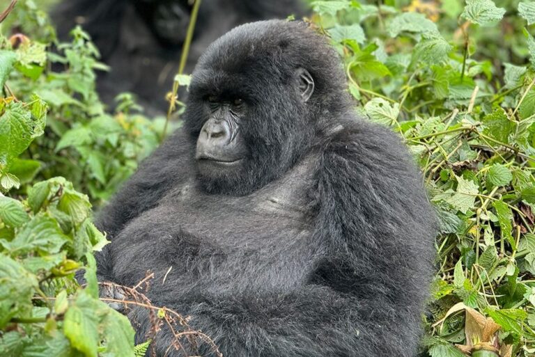 Gorillas in the Mist: Visitando Ruanda