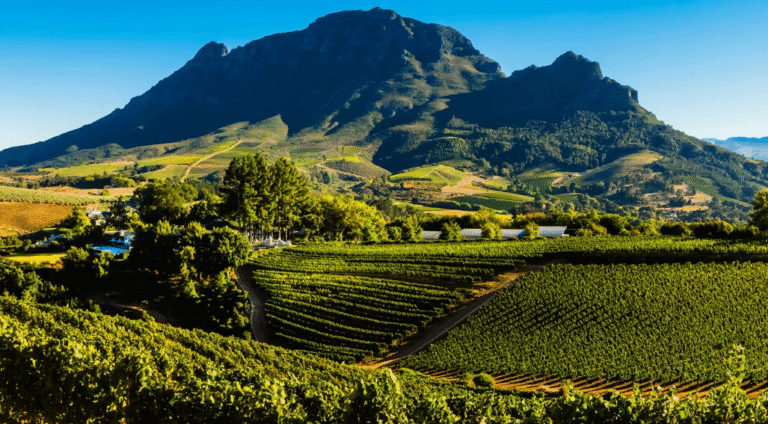 Un día en Grootbos: naturaleza, lujo y arte botánico