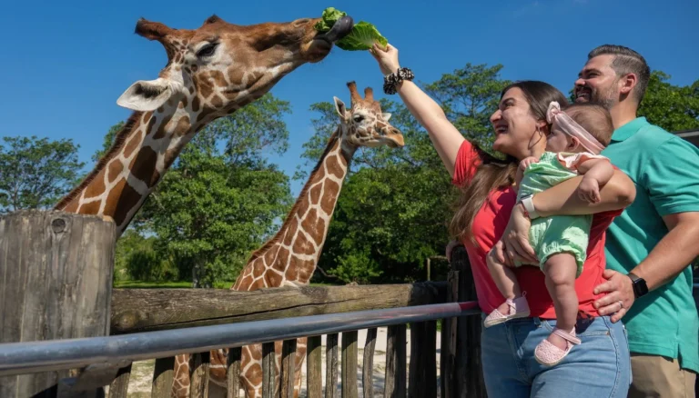 Zoo Miami: el oasis tropical donde puedes alimentar jirafas y descubrir especies de todo el mundo